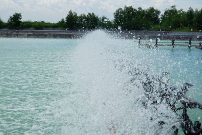 Nấm Mốc Trong Nước Nuôi Tôm