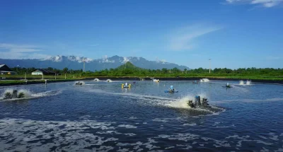 Môi Trường Trong Ao Nuôi Tôm
